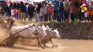 Pacu Jawi, Magnet Wisata Budaya Tanah Datar yang Mendunia
