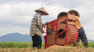 Pemkab Agam Fasilitasi Penjualan Padi ke Bulog untuk Stabilkan Harga