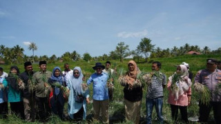 Panen Raya Bawang Merah, BMC Jaya Cubadak Tuai Apresiasi Bupati Tanah Datar