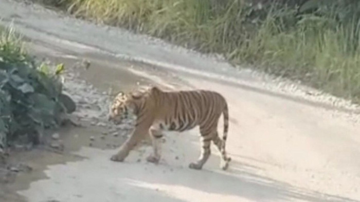 Harimau sumatera (Panthera tigris sumatrae) muncul beberapa kali di jalan lintas sumatera Bukittinggi- Medan, Sumatera Utara 