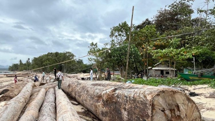 Kayu-kayu gelondongan yang terdampar di pantai Kabupaten Pesisir Barat, Minggu (7/12/2025) diduga milik  PT Minas Pagai Lumber (DOK. Humas Polda Lampung)