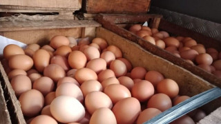 Mentan Amran Endus Adanya Permainan Mafia dalam Harga Ayam dan Telur